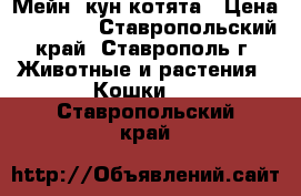 Мейн- кун котята › Цена ­ 15 000 - Ставропольский край, Ставрополь г. Животные и растения » Кошки   . Ставропольский край